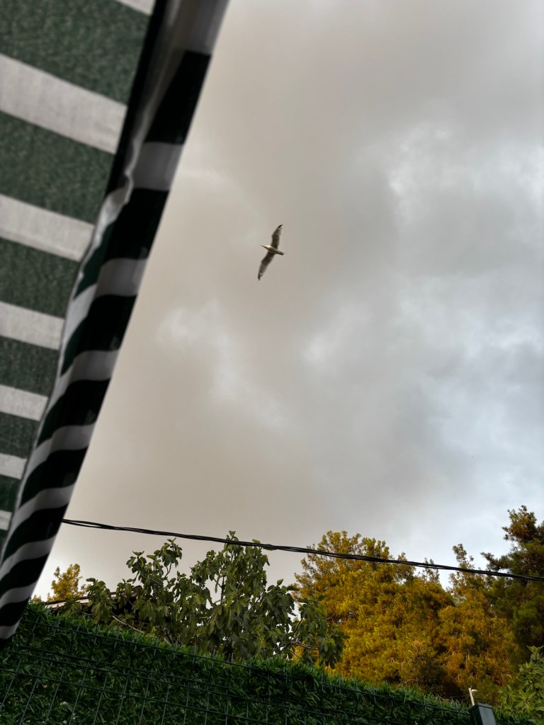 Gökyüzünün Sessiz Öğretisi: Bir Kuşun Kanadında Hayatı&nbsp;Okumak